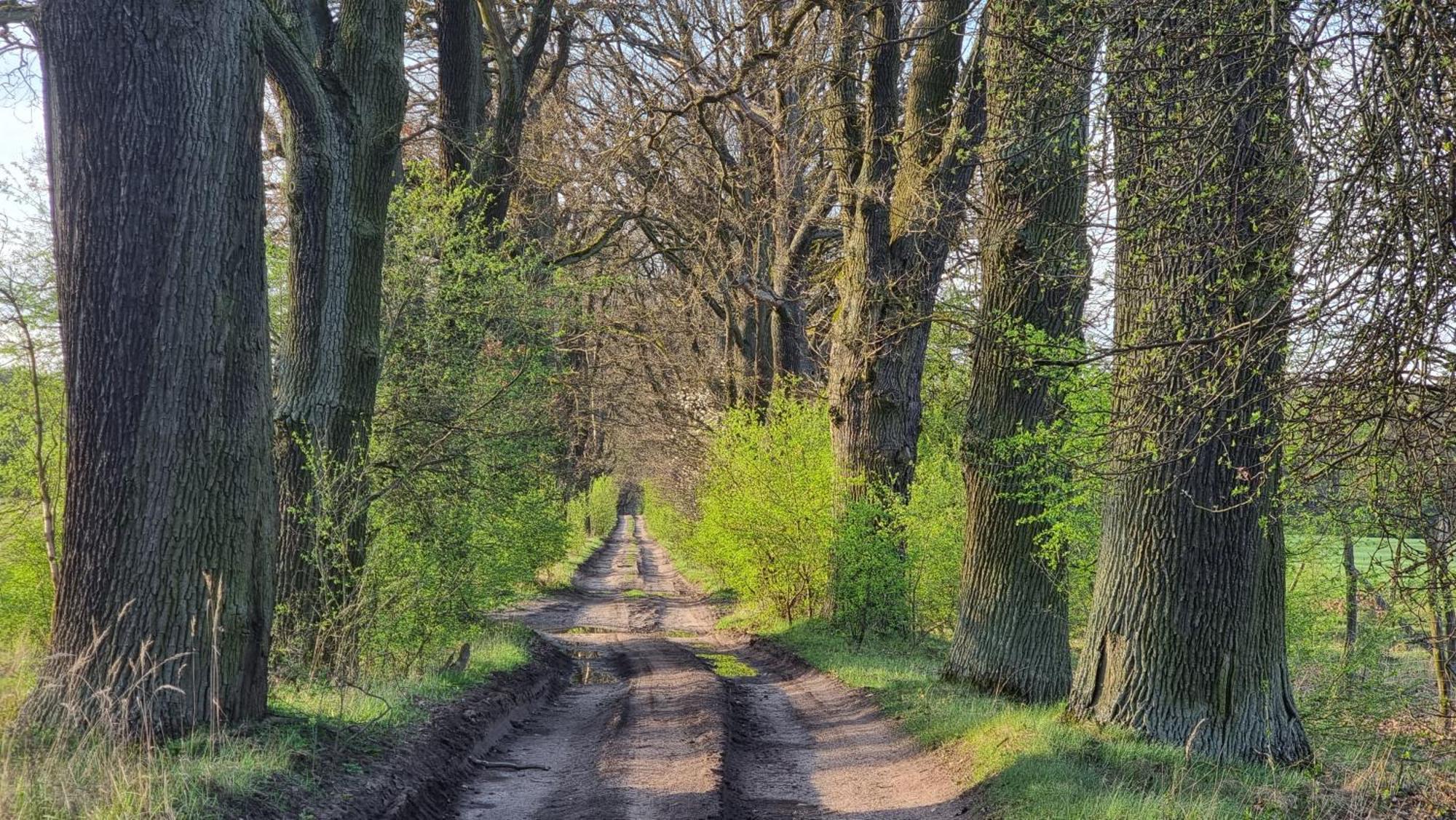 Osrodek La La Las - Domki Letniskowe W Lesie Nad Jeziorem Bytnica Exteriér fotografie